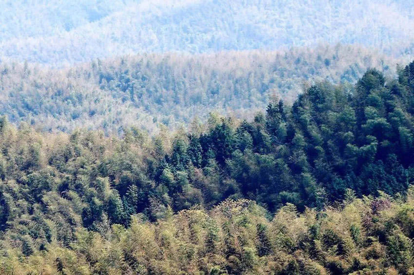 桃江竹林 桃江竹林